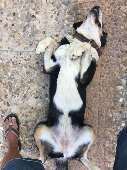 Sonstiges Finca Son Marimon