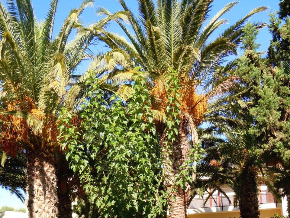 Gartenanlage Phãea Cretan Malia