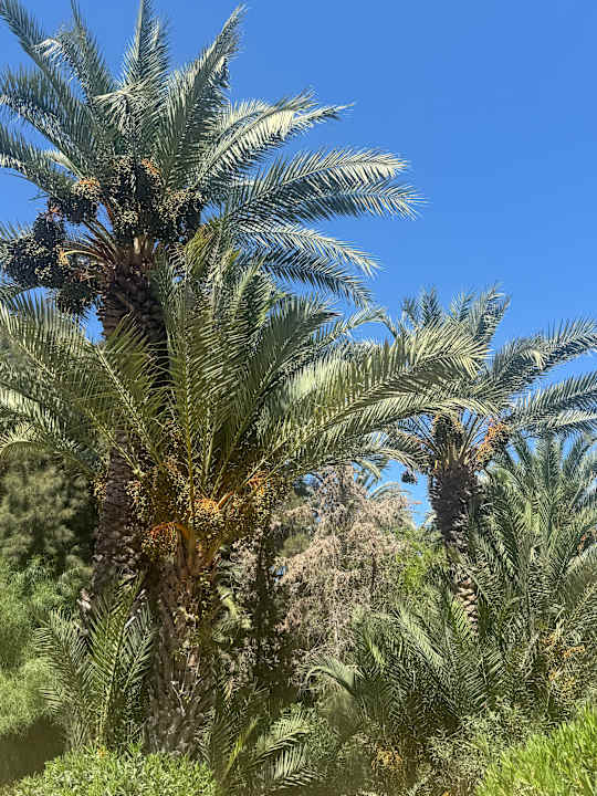 Gartenanlage Marhaba Royal Salem