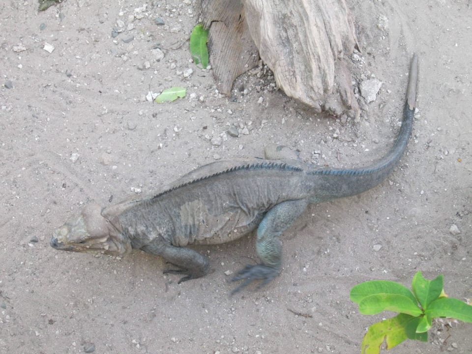 Haustiere Vista Sol Punta Cana