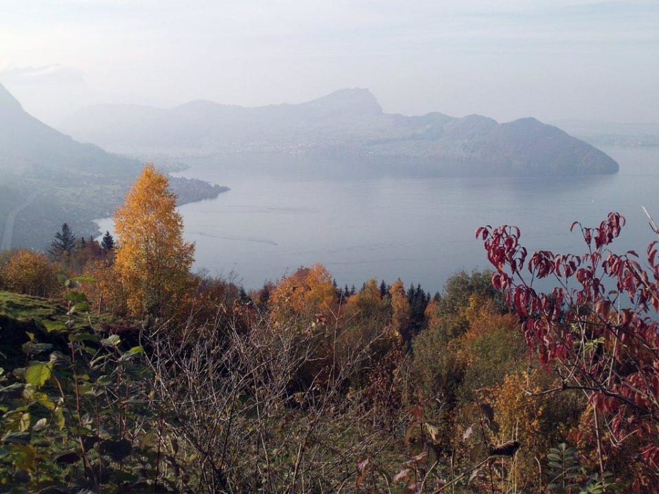 Pflanzen-Kulisse vor dem See Seeblick Höhenhotel