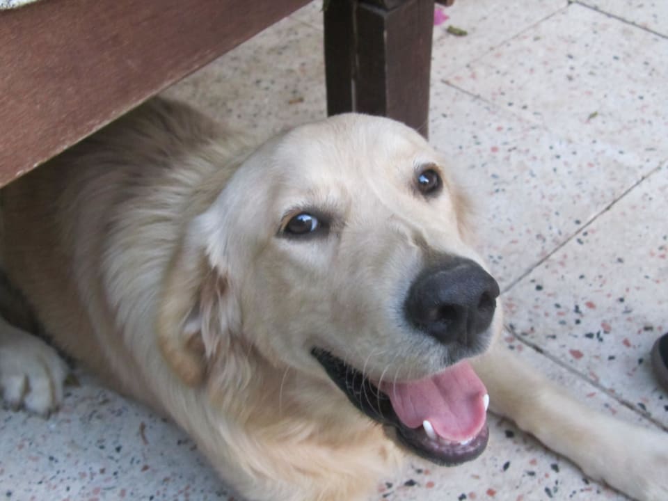 Rocco der Hotel-Hund Hotel Dardanos