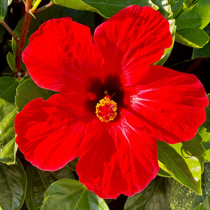 Gartenanlage Costa Angela Seaside Resort