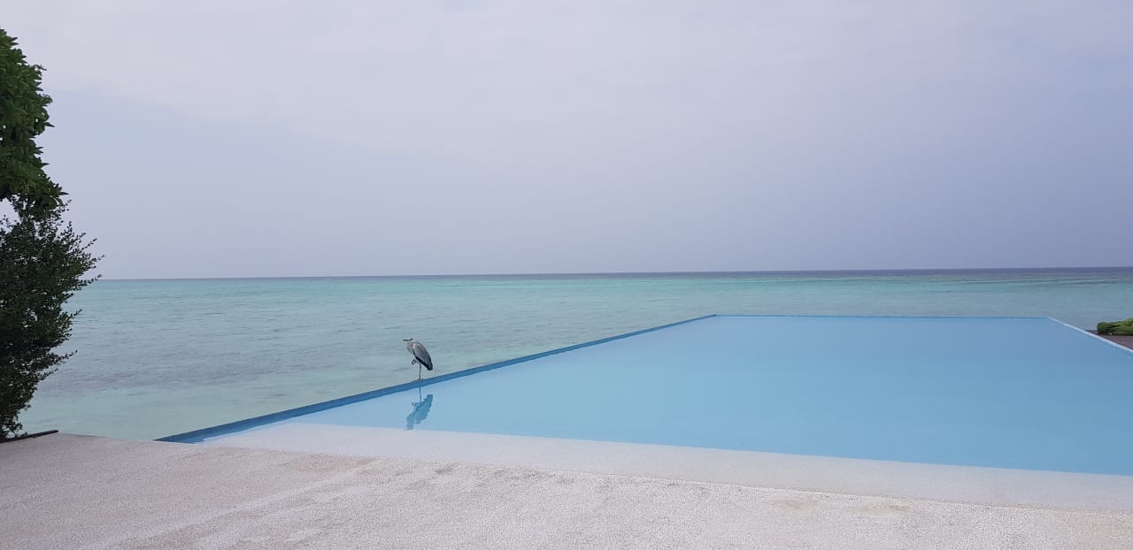 Pool Summer Island Maldives