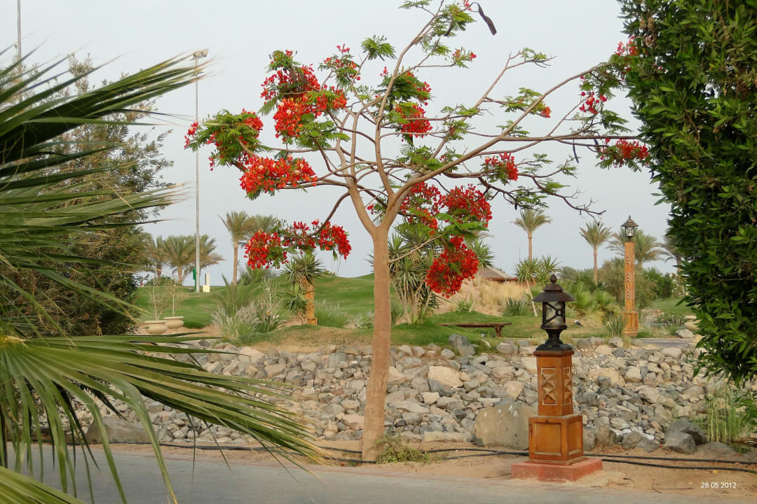 Spaziergang bis zu 2.5 km Steigenberger ALDAU Beach Hotel