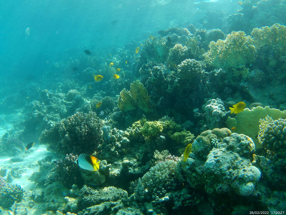 Strand Tropitel Sahl Hasheesh
