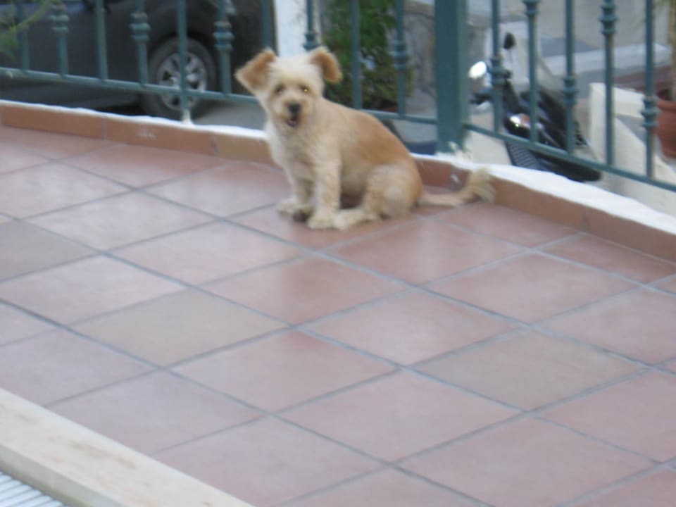 Hotel-Wachhund Ririka Ariadne Apartments