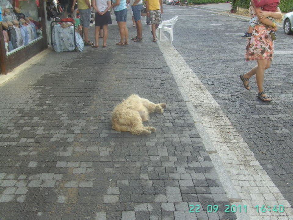 Auch dem Hund war es zu warm Sun Club Hotel