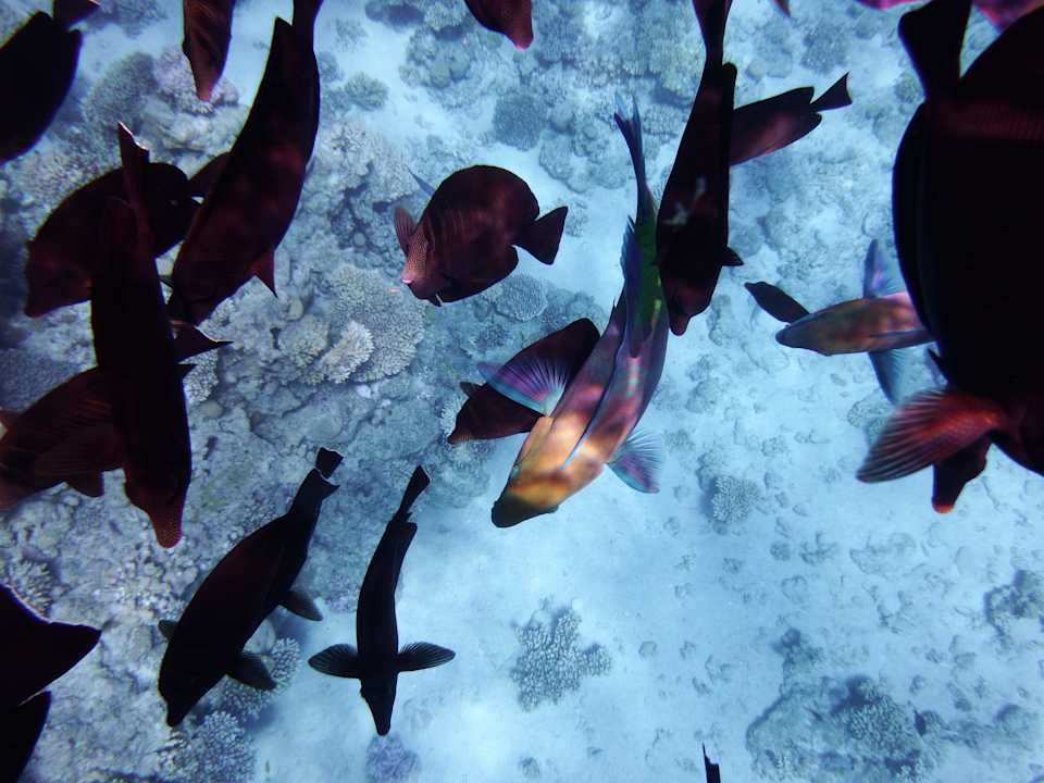 Fische Siva Sharm
