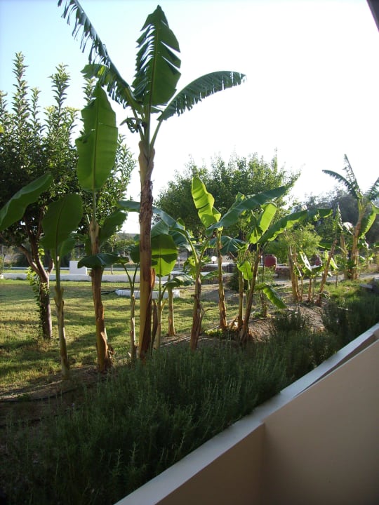 Blick vom Balkon Olive Garden Hotel