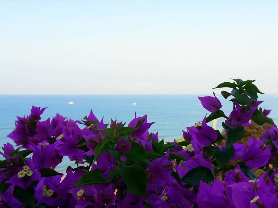 Blick von der Bar auf das Meer Hotel Defne Dream