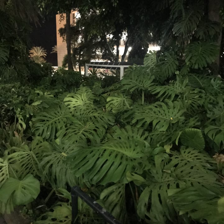 Gartenanlage Hotel Best Siroco