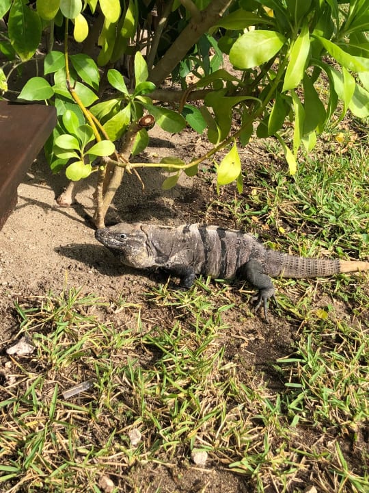 Gartenanlage Akumal Bay Beach & Wellness Resort