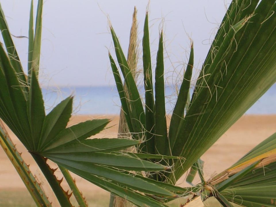 Palme vorm Sandstrand Shams Prestige Abu Soma-Adults Only