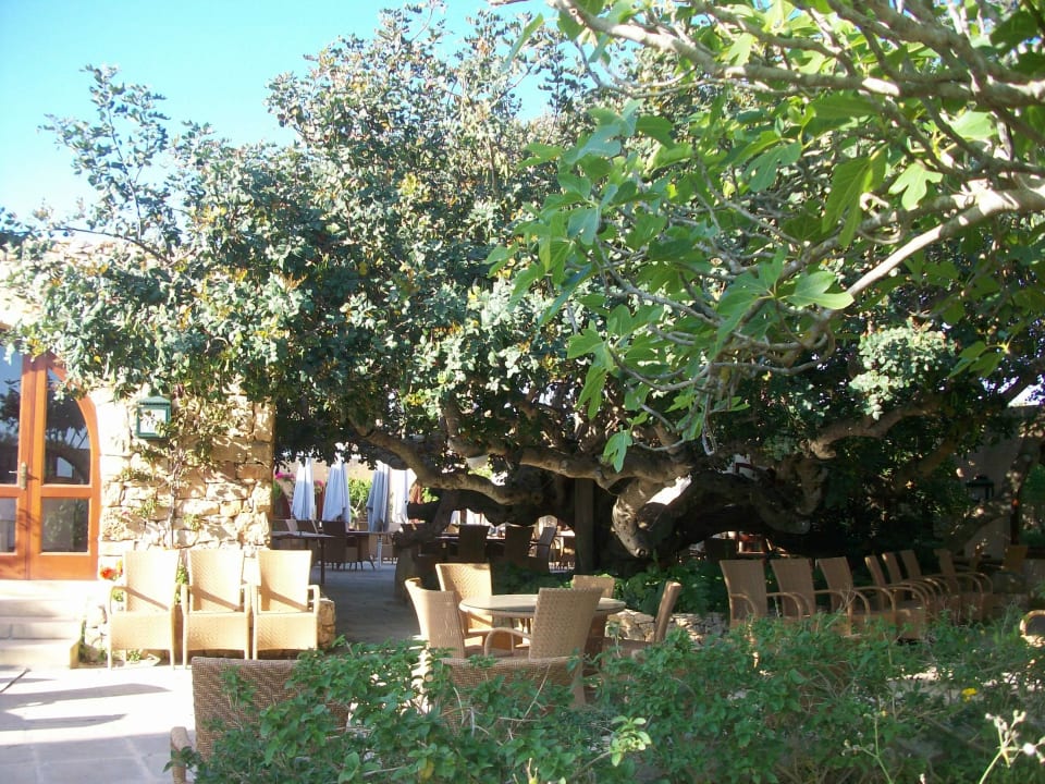 Restaurant mit 400 Jahre altem Baum Ta Cenc Hotel