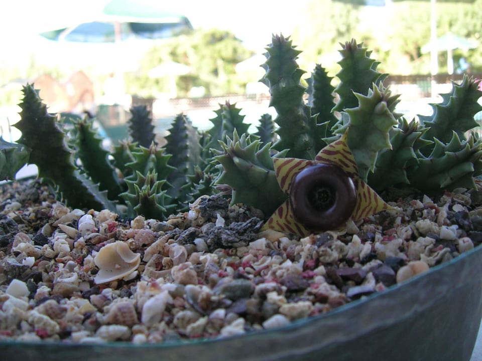 Pool Hotel Kathrin Beach