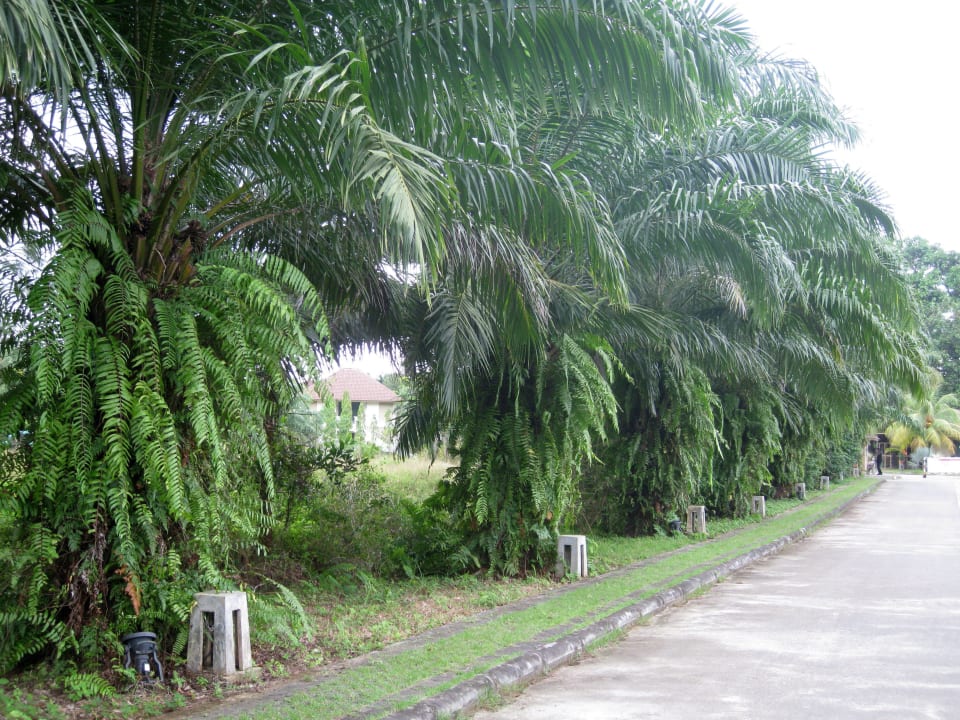 Zufahrt zum Hotel Baan Khaolak Beach Resort