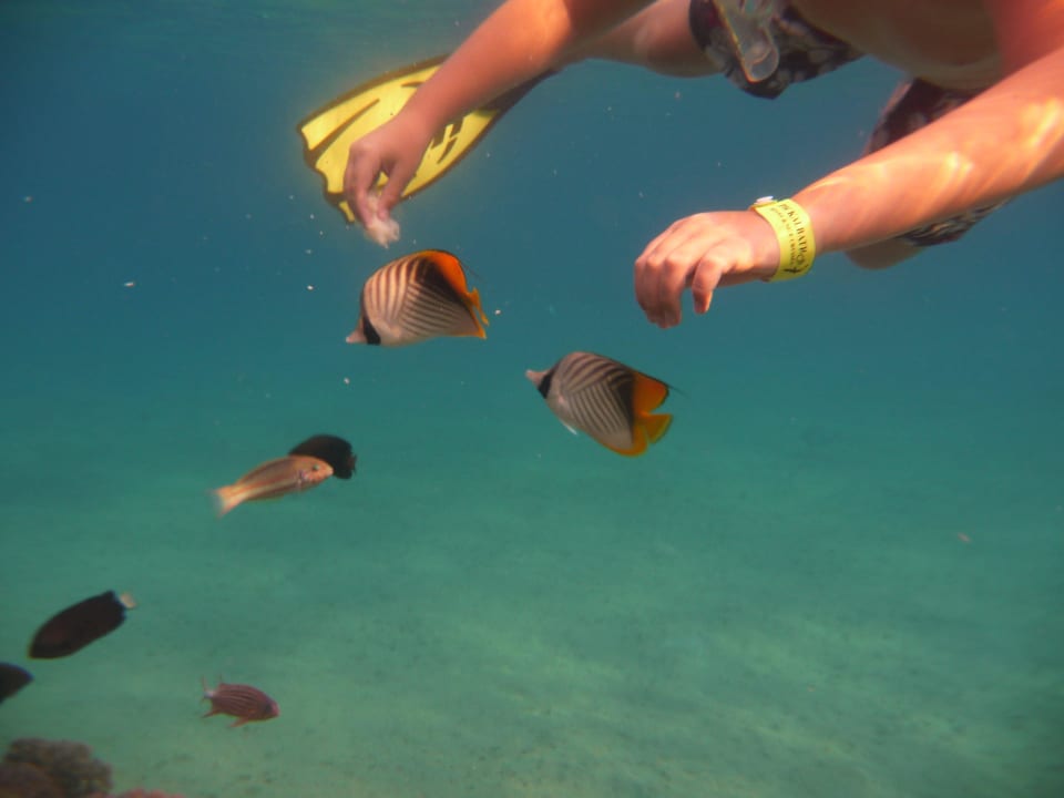 Fische fressen aus der Hand Pickalbatros Palace Resort