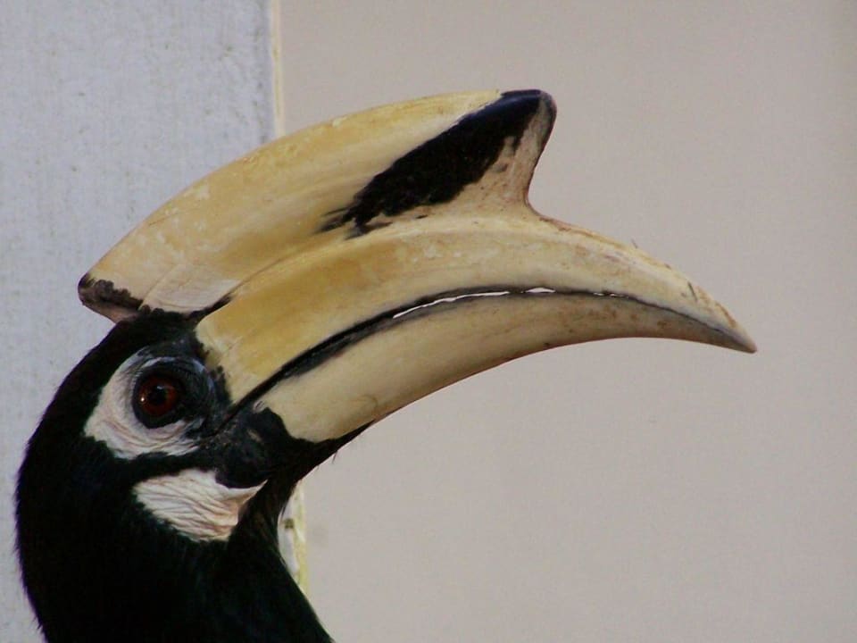 attraktives Fotomotiv Hotel Coral Island Resort