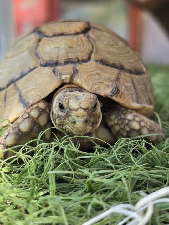 Gartenanlage Lotus Bay Beach Resort