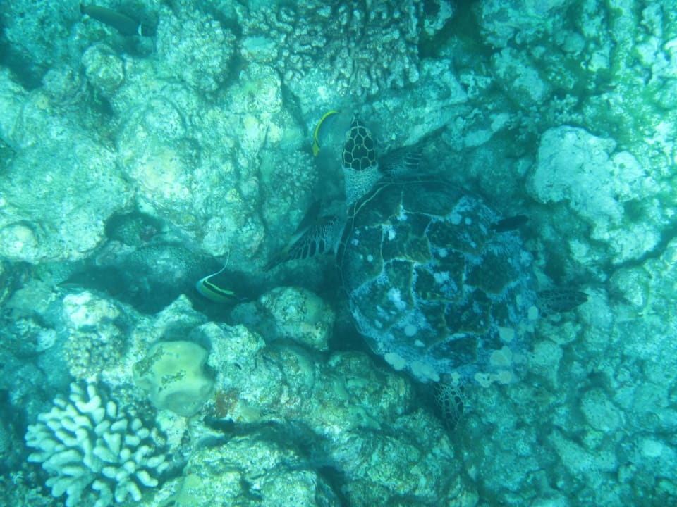 Schildkröte bei einer Schnorcheltour Summer Island Maldives