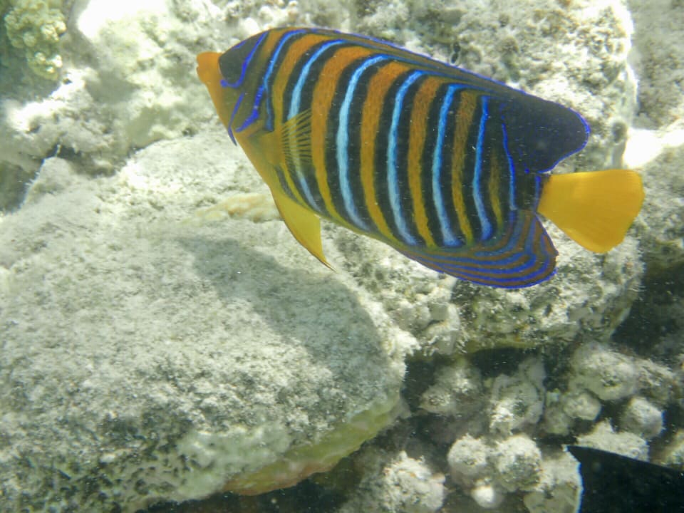 Strand Makadi Spa - Adults only