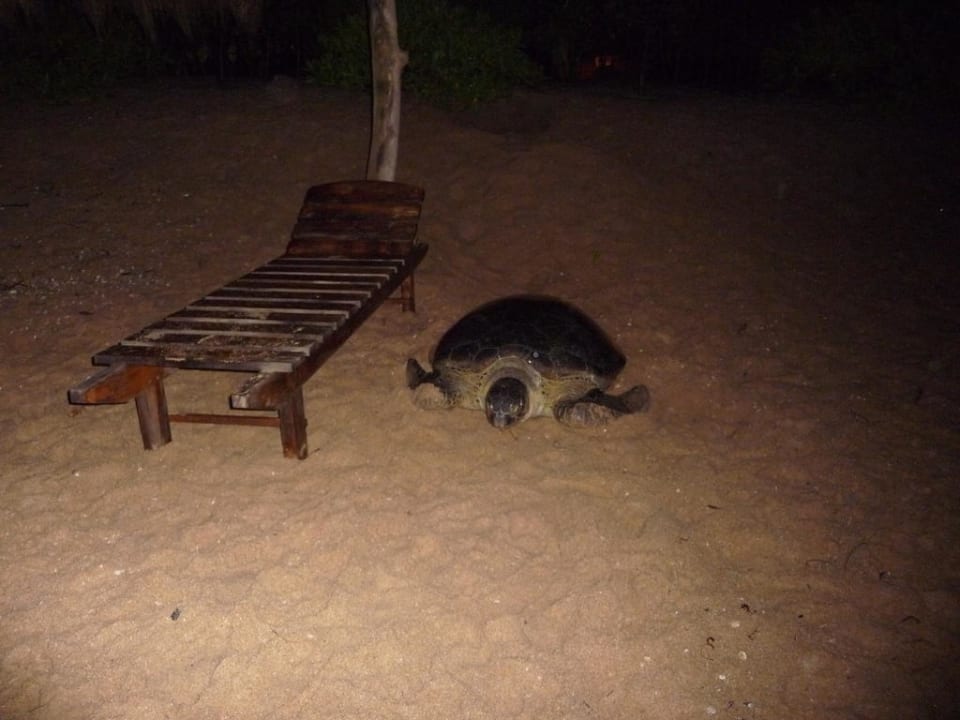 Green Turtle nachts am Strand Hotel Mangrove Garden