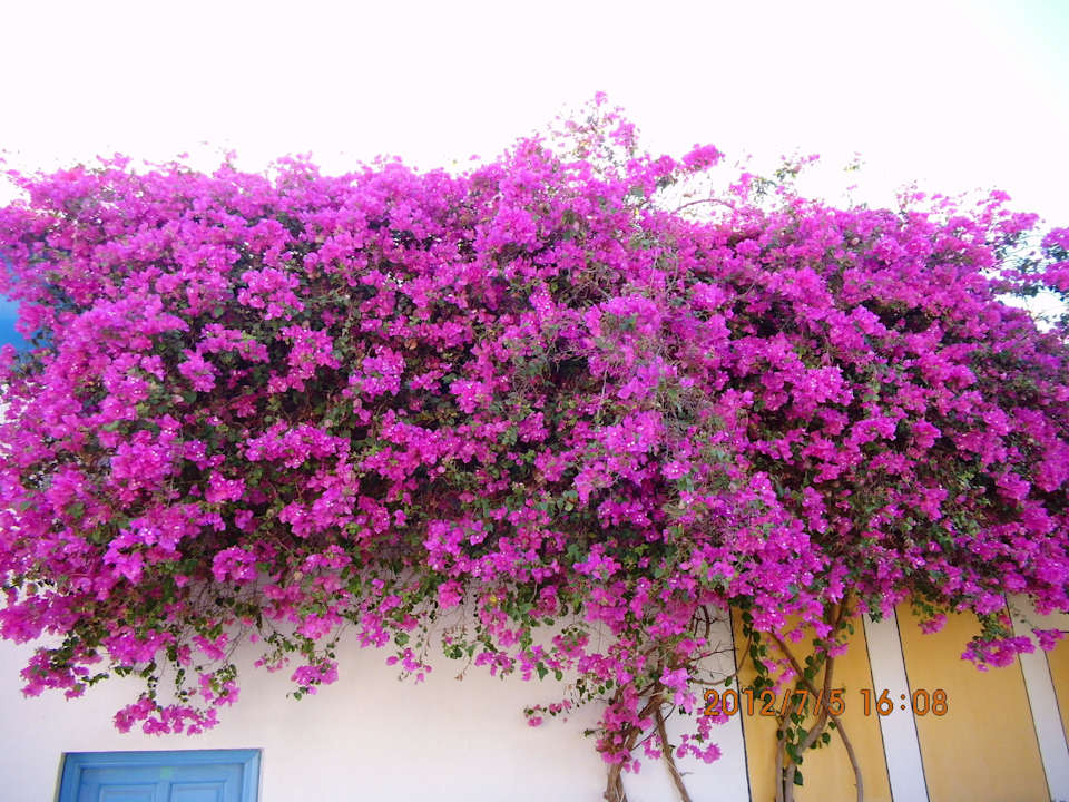 Ściana kwiatów Mirage Bay Resort & Aqua Park