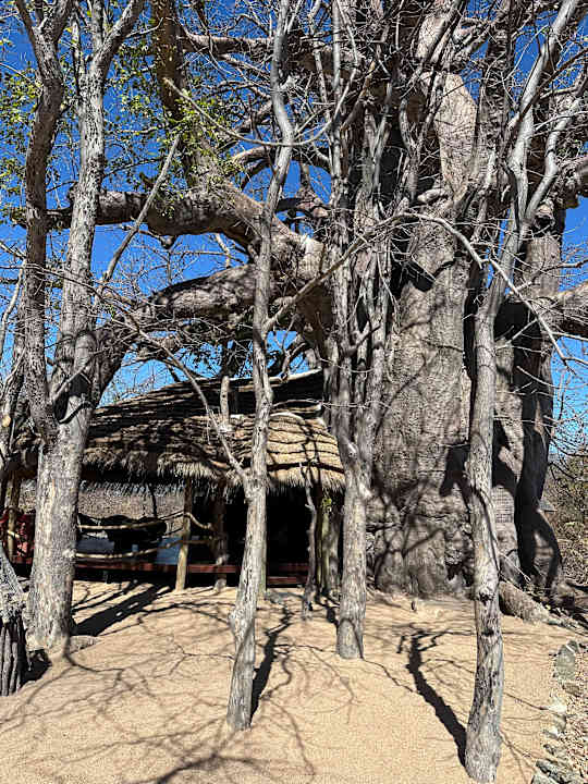 Gastro Planet Baobab Botswana