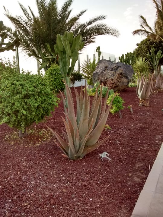 Gartenanlage Hotel Las Costas