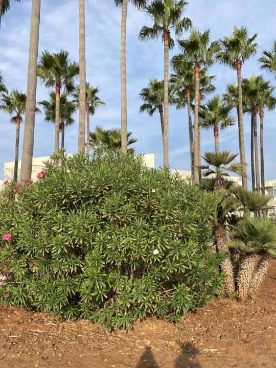 Gartenanlage Hipotels Mediterraneo Club