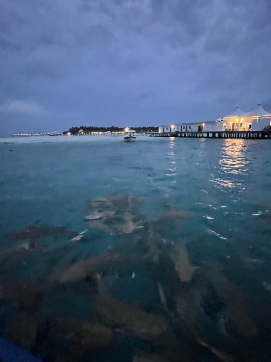 Sport & Freizeit Cinnamon Hakuraa Huraa Maldives