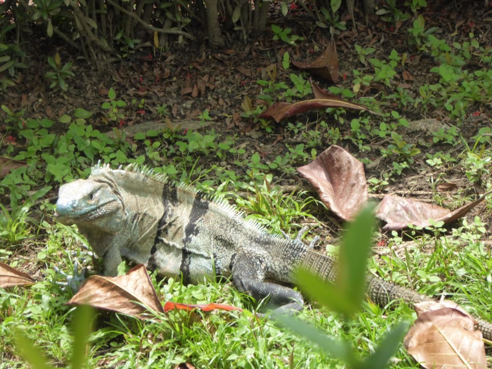 Sonstiges Hotel & Club Punta Leona