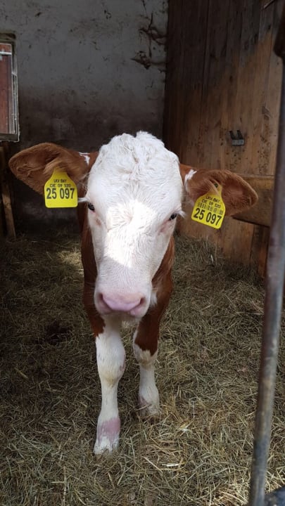 Gartenanlage Bernwieserhof