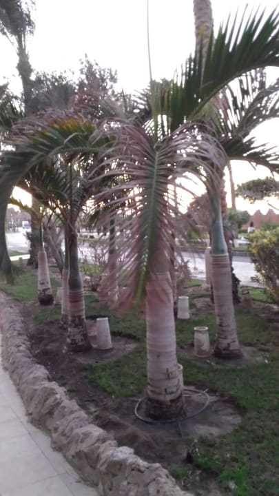 Außenbereich des Hotels Makadi Palace