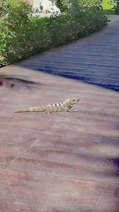 Gartenanlage TUI BLUE El Dorado Seaside Suites