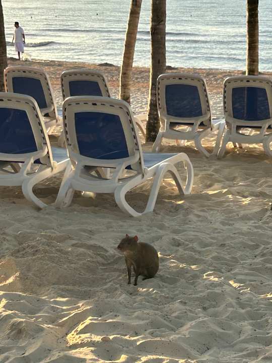 Strand Viva Azteca by Wyndham - All Inclusive Resort