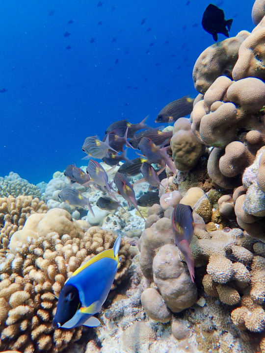 Sport & Freizeit NH Collection Maldives Reethi Resort