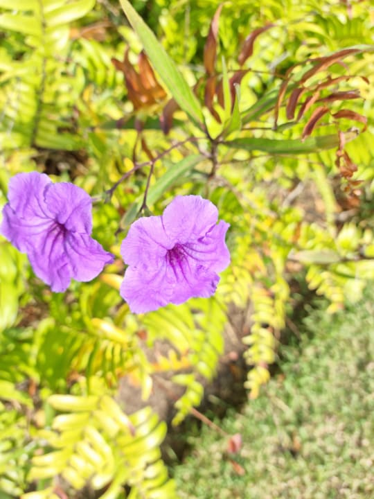 Gartenanlage Bahia Principe Luxury Ambar