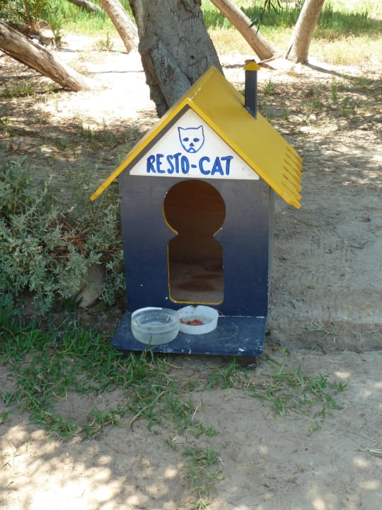 Katzenhaus Iberostar Waves Mehari Djerba