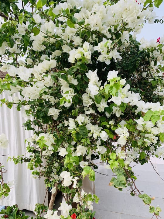 Gartenanlage Steigenberger Resort Ras Soma