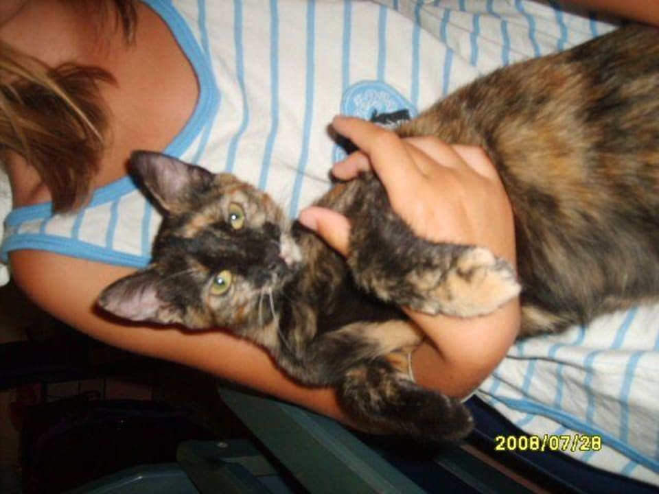 Katze Flecki zu Besuch im Apartment Hotel Sirma