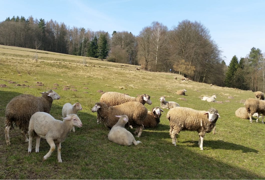 Ausblick Ferienhäuser zur Schäferei