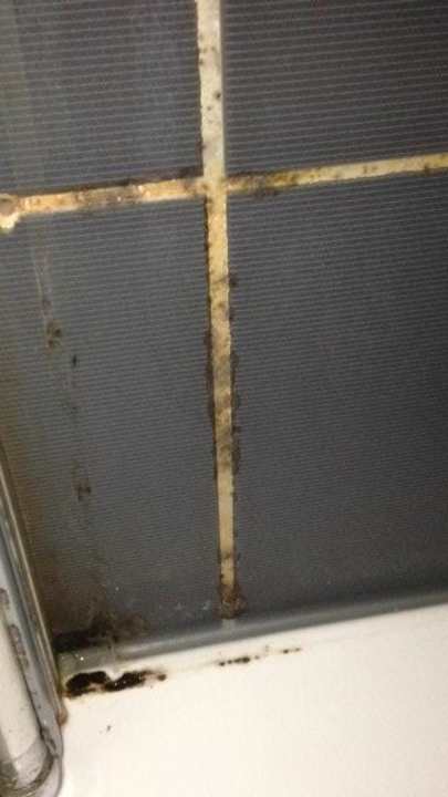 Moldy bathroom The House of Tulpan