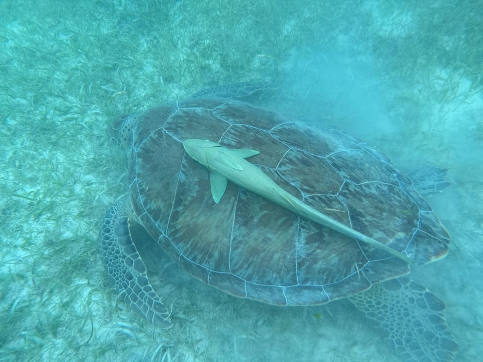 Strand Akumal Bay Beach & Wellness Resort