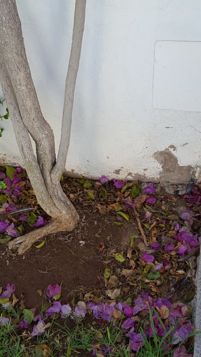 Gartenanlage HL Miraflor Suites Hotel