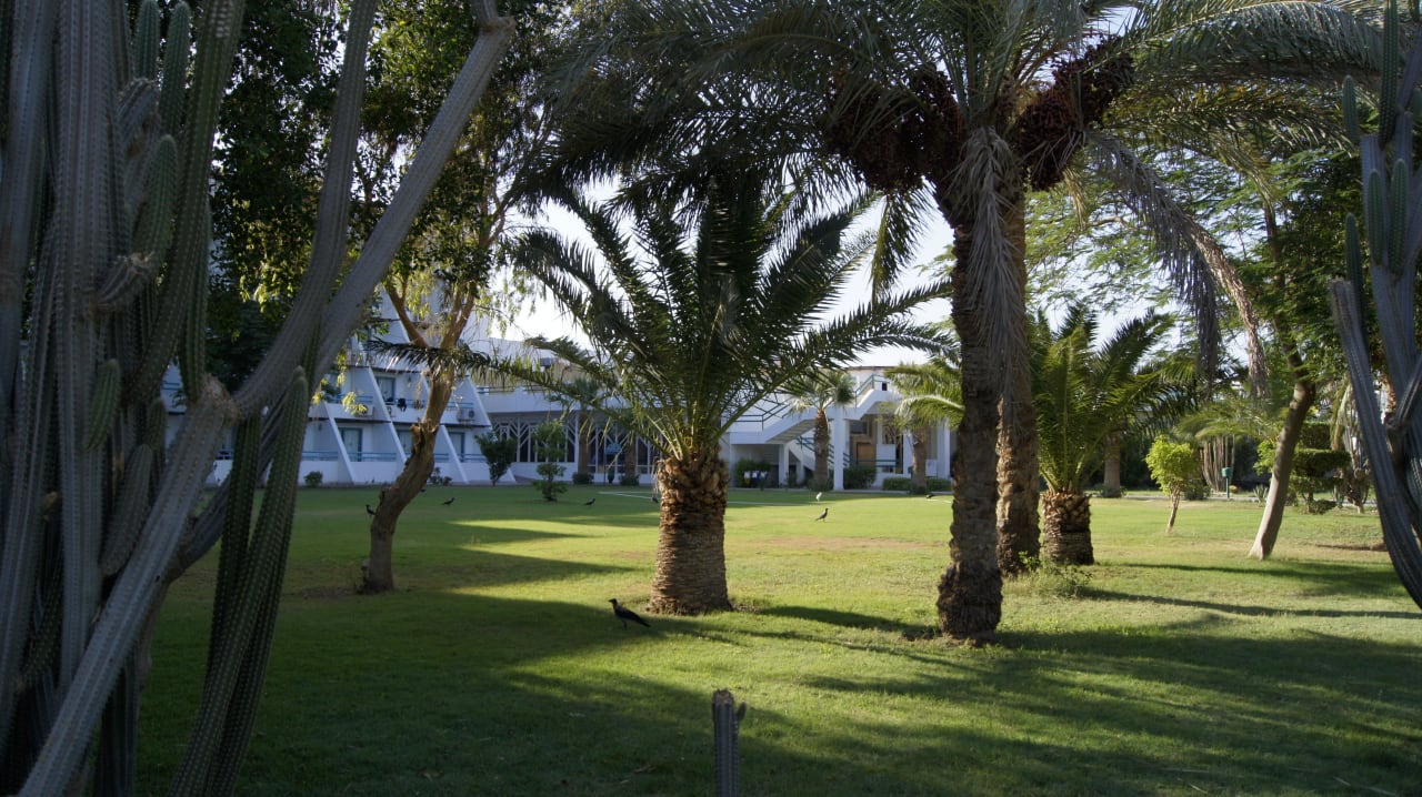 W ogrodzie pieknie Shams Safaga Resort
