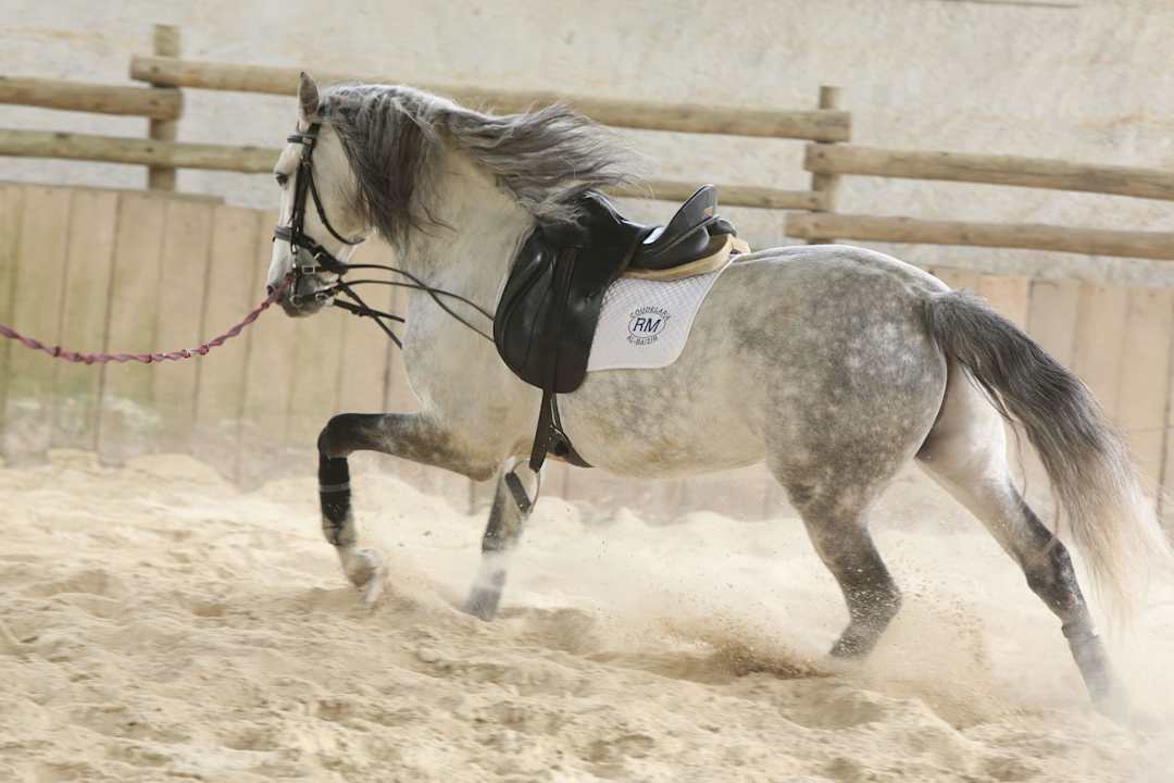 Horse back riding Apartments Aldear Turismo Rural