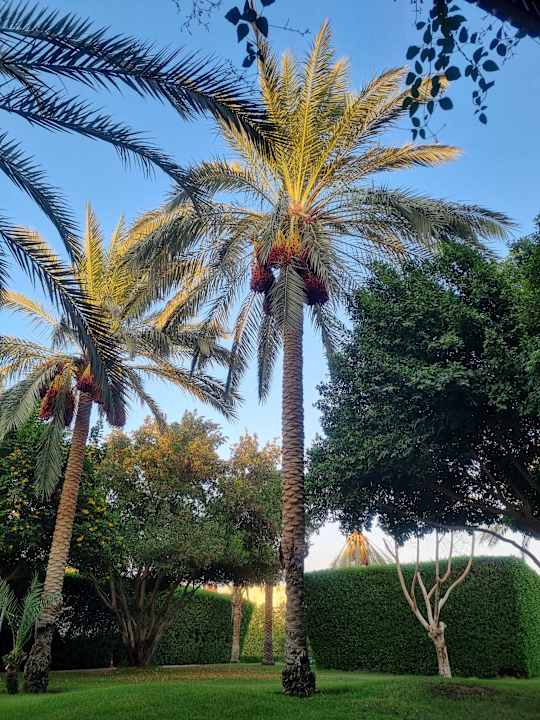 Gartenanlage Desert Rose