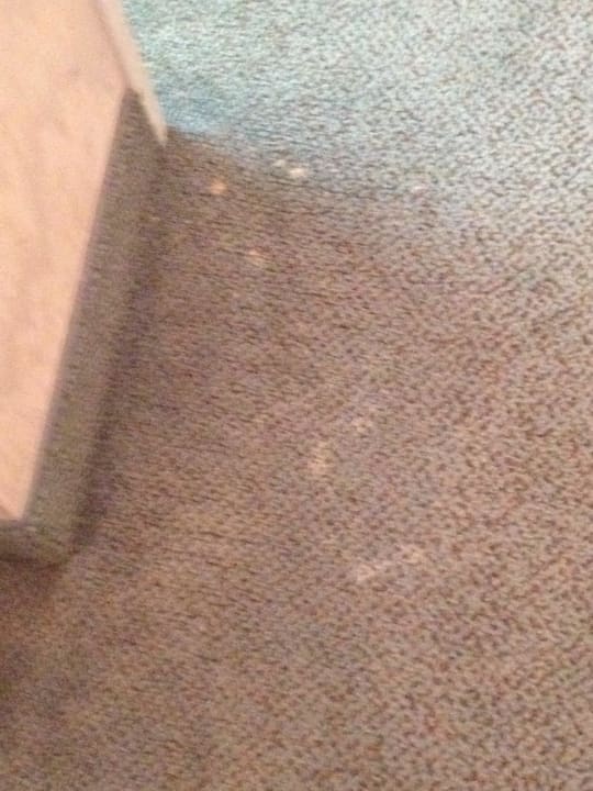 So sauber ist der Teppich Tulip Inn Ludwigshafen City